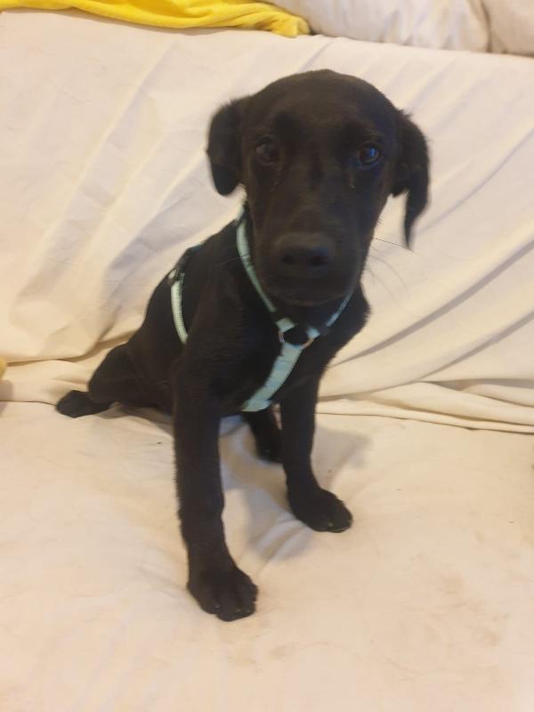 🐾 ROXY – CUCCIOLA DOLCISSIMA IN CERCA DI CASA 🐾 Foto 5